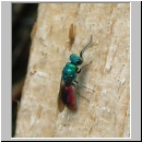 Chrysis ignita - Goldwespe bei Ancistrocerus nigricornis 02.jpg